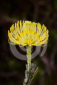 Yellow flower nodding pincushion