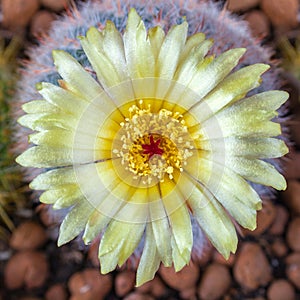 Yellow flower of Notocactus scopa