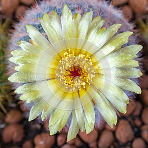 Yellow flower of Notocactus scopa photo