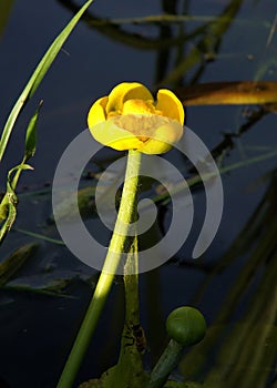 Yellow flower nuphar lutea