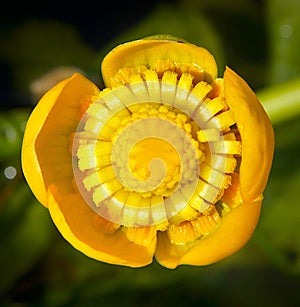 Yellow flower of nuphar lutea