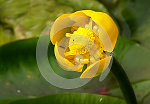 Yellow flower of nuphar lutea