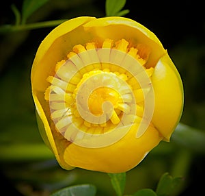 Yellow flower of nuphar lutea