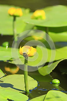 Yellow flower of Nuphar lutea