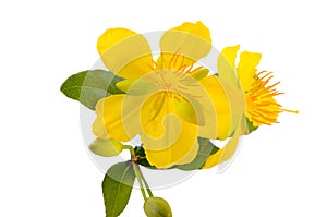 Yellow flower of Ocha kirkii Oliv plant. Micky mouse flower