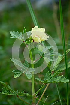 Yellow flower of Okra, Ladyfinger vegetable plants