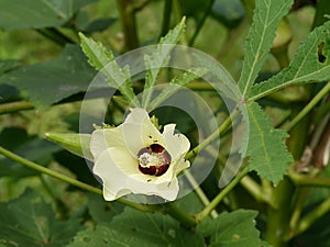 Yellow flower of Okra plant