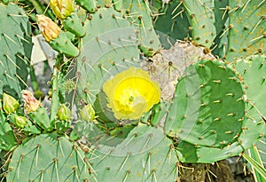 Yellow flower Opuntia humifusa, the devils tongue photo