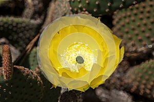 Yellow flower of a opuntia rufida cactus