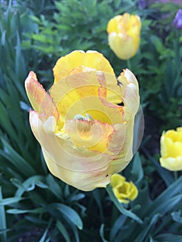 Yellow flower with orange veins of a Tulip