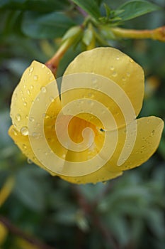 Yellow flower, orchid, rain drops on petal