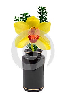 Yellow flower (orchid) in vase