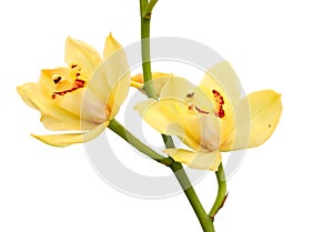 Yellow flower orchids.