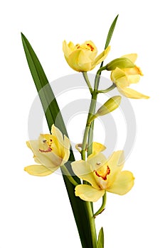 Yellow flower orchids.