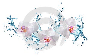 Yellow flower orchids