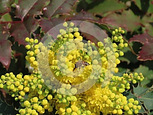 Yellow flower Oregon grape