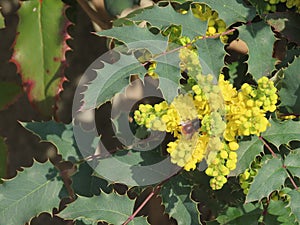 Yellow flower Oregon grape