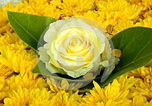 Yellow flower ornament, yellow rose and chrisantheme