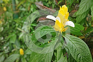 A yellow flower of Pachystachys lutea or lollipop plant on an outdoor garden