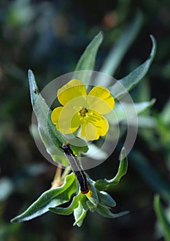 Pale yellow suncup flower