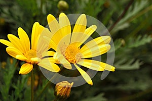 Yellow flower paquerette