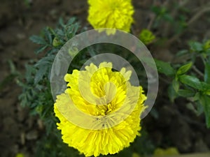 yellow flower in a park looks so beautiful with green leaves