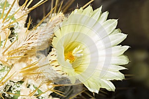 Yellow flower a Parodia magnifica cactus