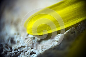 yellow flower petal and stone texture in macro