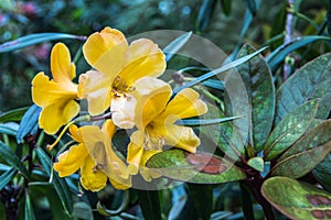 Yellow flower with 5 petals photo