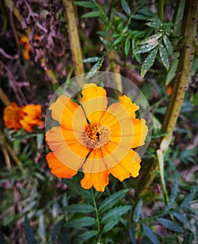 Yellow Flower Photo in grander