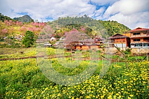 Yellow flower and pink cherry blossom with a orange house