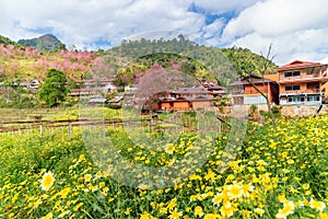 Yellow flower and pink cherry blossom with a orange house