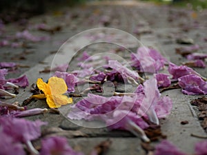 A yellow flower between pink ones fallen on a concrete pathway in a perspective