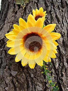 Yellow flower pinned to the bark of a pine tree
