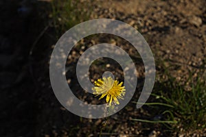 Yellow flower of a plant catsear or cat\'s ear in Latin called Hypochaeris radicata.