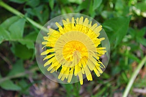 Yellow flower. A plant, nature. Live photo. On a green background. Foliage. Dandelion. Macro.