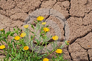 Yellow flower plant thrive in dry desert, cracked land