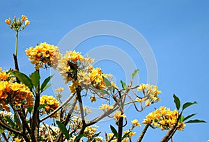 Yellow flower of plants with clear blue sky background