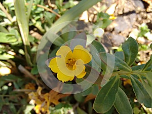 Yellow flower of portulaca