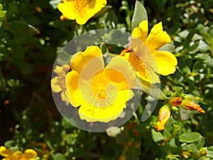Yellow flower of portulaca