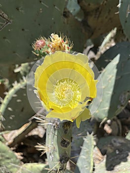 yellow flower of the prickly pear cactus photo