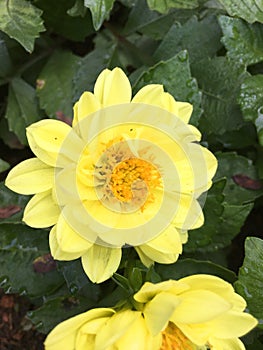 Yellow Flower