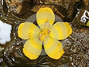Yellow Flower in a Puddle