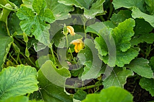 Yellow flower of pumpkin growing on a organic field. Natural pollination of pumpkin on the field. Squash, zucchini