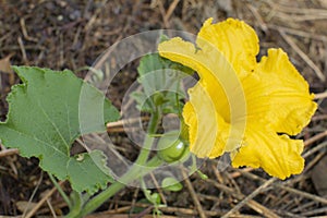 Yellow flower of pumpkin in organic vegetable garden, nature closeup