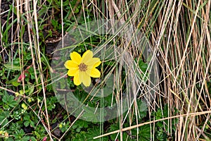 Yellow flower of pÃÂ¡ramo called Bidens andicola. photo