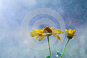 Yellow flower in the rain with bokeh background.