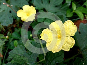 Yellow flower in  raining time