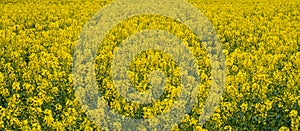 Close up Yellow Flower Rapeseed Spring Background Layer Texture