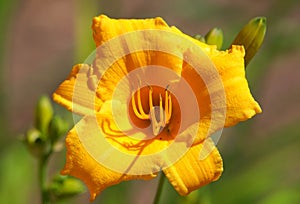 Yellow flower of Reblooming Daylily, Hemerocallis Stella de Oro